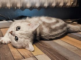 Katzenbabys auszugsbereit