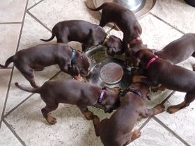 Dobermann-Welpen