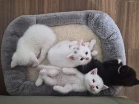 Kitten abgabebereit