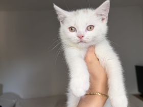 BKH Kitten 🐱