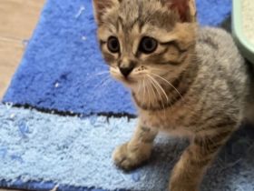 Katzenbabys