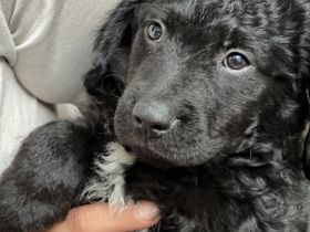 Kroatischer Schäferhund-Welpe sucht liebevolles Zuhause