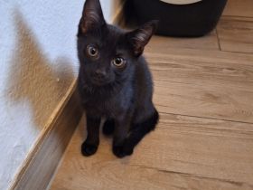Katzenbabys Schwarz