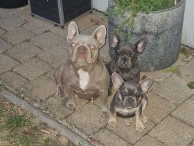 Französische bulldoggen Welpen