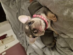 Französische bulldoggen Welpen
