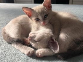 Siam Kitten abgabebereit