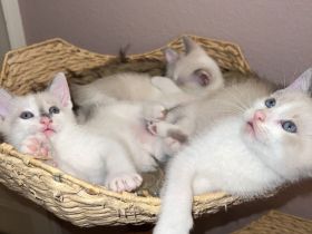 Siam Kitten