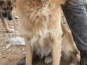 Aris, 06/24 - wunderschöner Junghund sucht Familie