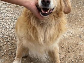 Finn, 08/19 - süßer Senior sucht Familie