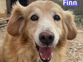 Finn, 08/19 - süßer Senior sucht Familie