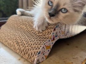 Heilige Birmakitten,  Birma kitten Heilige-Birma-Kätzchen