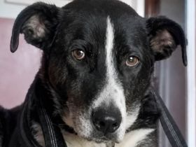 sensibler Yoshi sucht seinen ausgeglichenen Alltag
