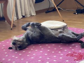 Freddy, 4 Jahre alt, (vermutlich) Terrier x Windhund Mischling