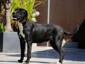 Cane Corso Hündin 2 Jahre alt abzugeben.