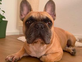 Specki in 60388 Frankfurt sucht sein Für-immer-Zuhause