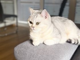 BKH Katze