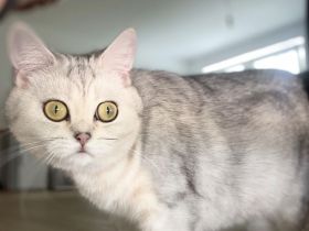 BKH Katze