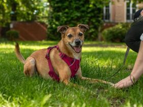 Bailey in 14656 Berlin sucht sein Für-immer-Zuhause