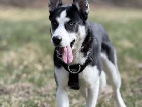 Husky-Labrador Mischling