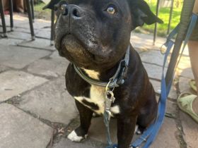 Rüde gesucht ❤️ Staffordshire Bullterrier