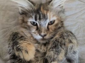 reinrassige Maine Coon Kitten auszugsbereit