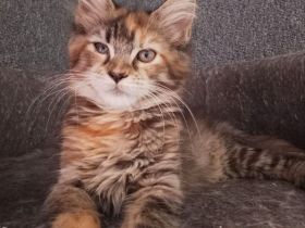 reinrassige Maine Coon Kitten auszugsbereit
