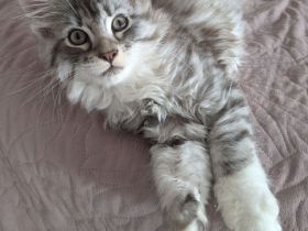 reinrassige Maine Coon Kitten auszugsbereit
