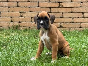 Deutscher Boxer