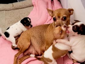 ❤️Drei zuckersüße Zwergpinscher/Prager Rattler Mix Welpen suchen ihr Traumzuhause