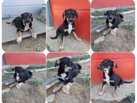 Wunderschöne Geschwister suchen jeweils ihr Zuhause