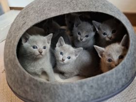 Reinrassige Russisch Blau Kitten mit Stammbaum liebevolle Familienaufzucht