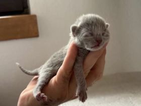 Reinrassige Russisch Blau Kitten mit Stammbaum liebevolle Familienaufzucht