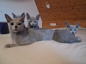 Reinrassige Russisch Blau Kitten mit Stammbaum liebevolle Familienaufzucht