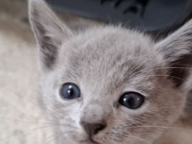 Reinrassige Russisch Blau Kitten mit Stammbaum liebevolle Familienaufzucht