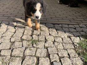 Berner Sennen Welpen