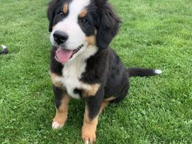 Berner Sennen Welpen