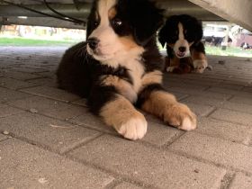 Berner Sennenhund Welpen