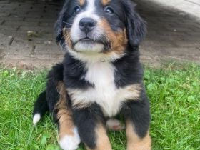 Berner Sennenhund Welpen