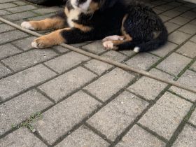 Berner Sennhund Welpen