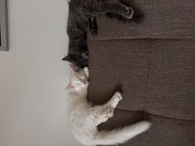 Zwei Main Coon Geschwister