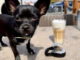 5-Monate alter Chihuahua Welpe aus gesundheitlichen Gründen nur in beste Hände abzugeben