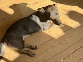 Zuhause gesucht für Koby