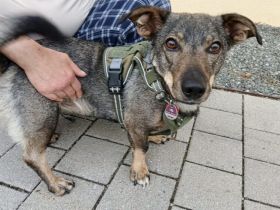 Zuhause gesucht für Koby