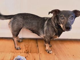 Zuhause gesucht für Koby
