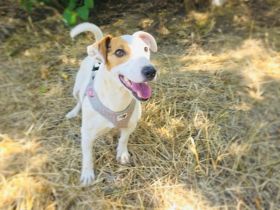 Jack Russel Terrier Mädchen Shiko