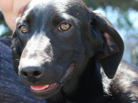 Bagheera, weiblicher Schäferhund-Mix