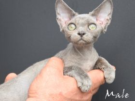 Babys Devon Rex nachweislich gesund und reinrassig . Kitten weiblich und männlich mit Stammbaum