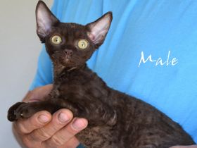 Babys Devon Rex nachweislich gesund und reinrassig . Kitten weiblich und männlich mit Stammbaum