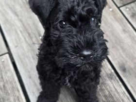 Kerry Blue Terrier Rüde sucht Traumzuhause | KFT-Ahnentafel