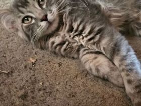 BKH Blue Tabby/EKH Mix Kater und Katze 15 Wochen